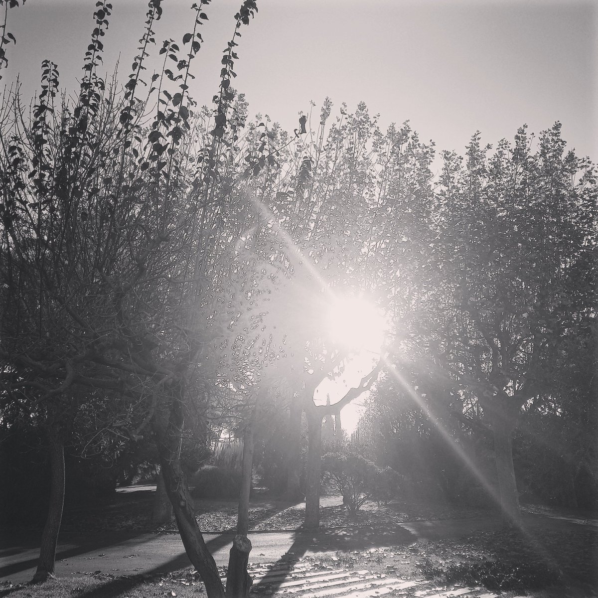 Popeta11's tweet photo. El sol ha sortit fort i brillant avui.
#sol #Reflexions #mestimo https://t.co/bZn1Q0IpSx