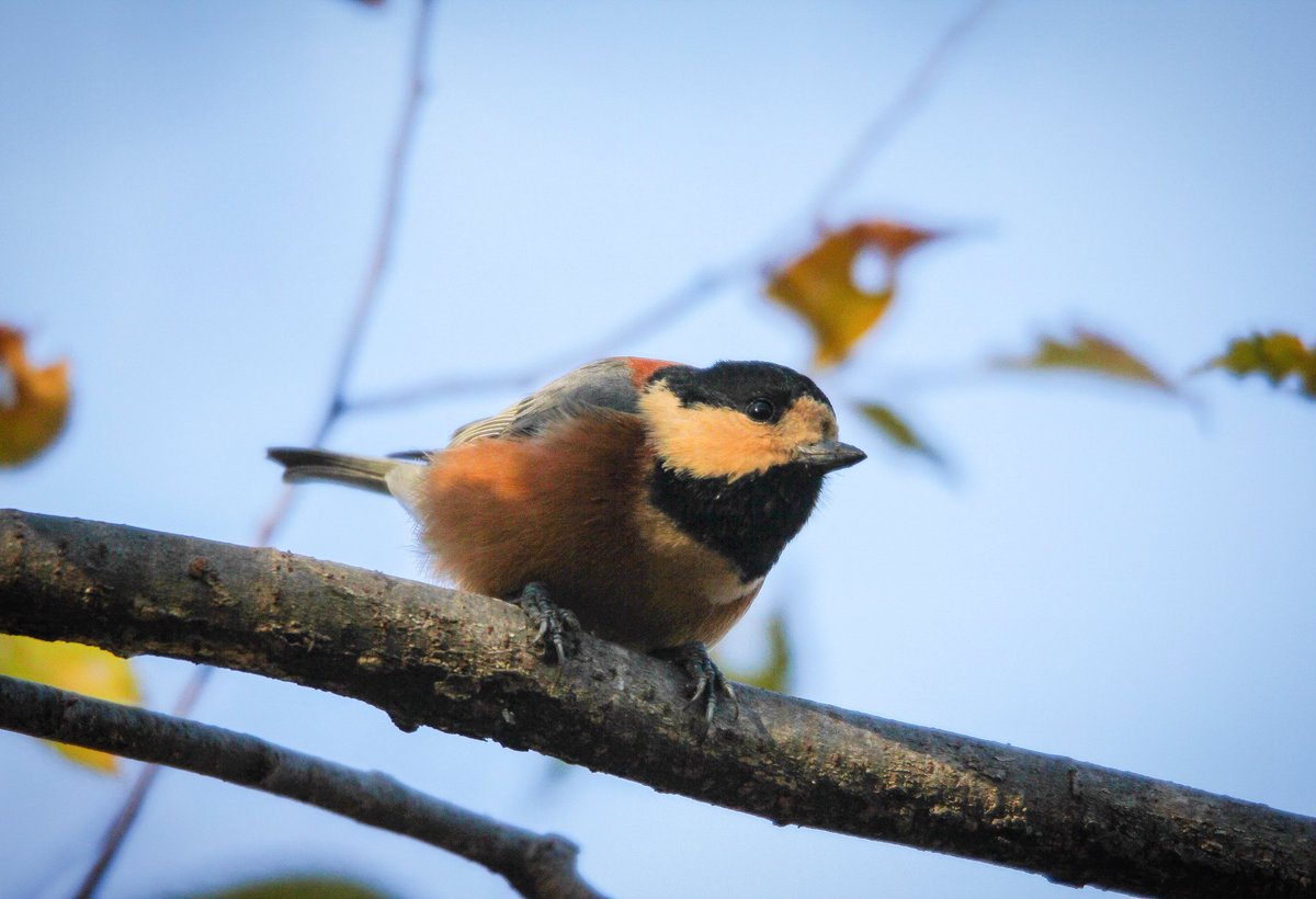 むくどり Cineraceus S Twitter