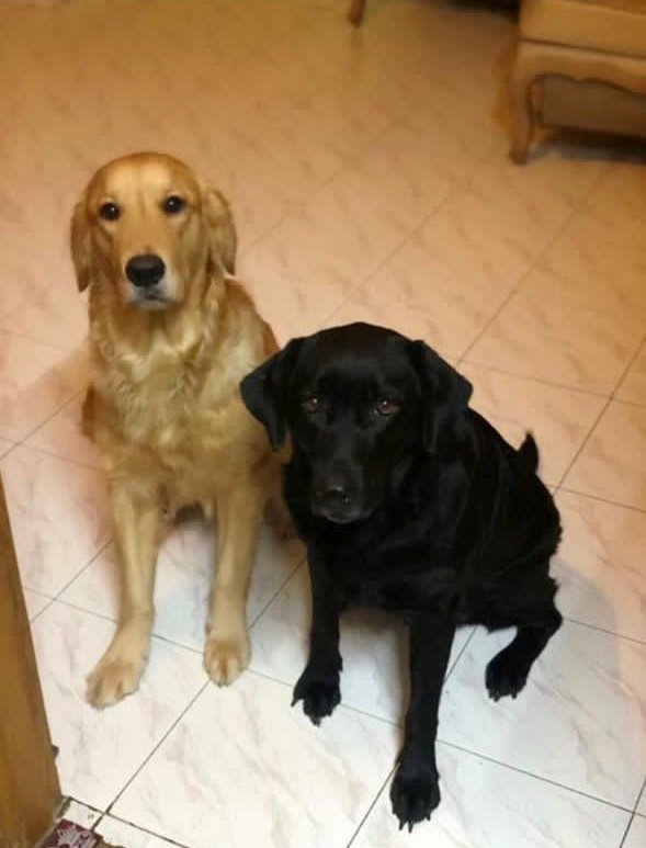 These dogs are in Chennai,  the guy is giving them up because he's getting married and his bride is not comfortable with dogs. Ask people you know if they wish to adopt. Black lab female is 6yrs and is spayed. Golden is 3 yrs male not neutered. RT for visibility
