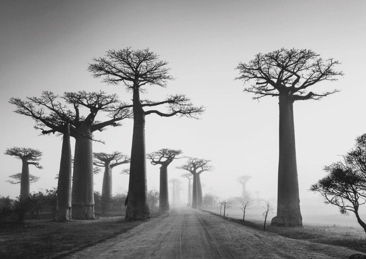 Tonight! <a href="/cocoslunch/">Coco's Lunch</a> on <a href="/triplej/">triple j</a> !New song The Baobab by Jacqueline Gawler. Tune in to Roots ‘n’ All from 10pm to listen 😊❤️ #cocoslunch