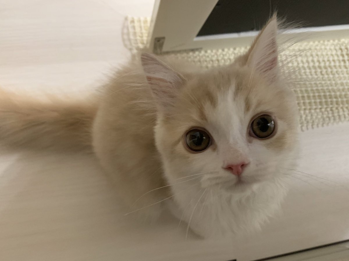 こなつくん ごはんのときだけ可愛い顔して寄ってくる 猫 子猫 猫のいる暮らし 猫好きさんと繋がりたい こなつくん ごはんのときだけ可愛い顔して寄ってくる 猫 子猫 猫のいる暮らし 猫好きさんと繋がりたい