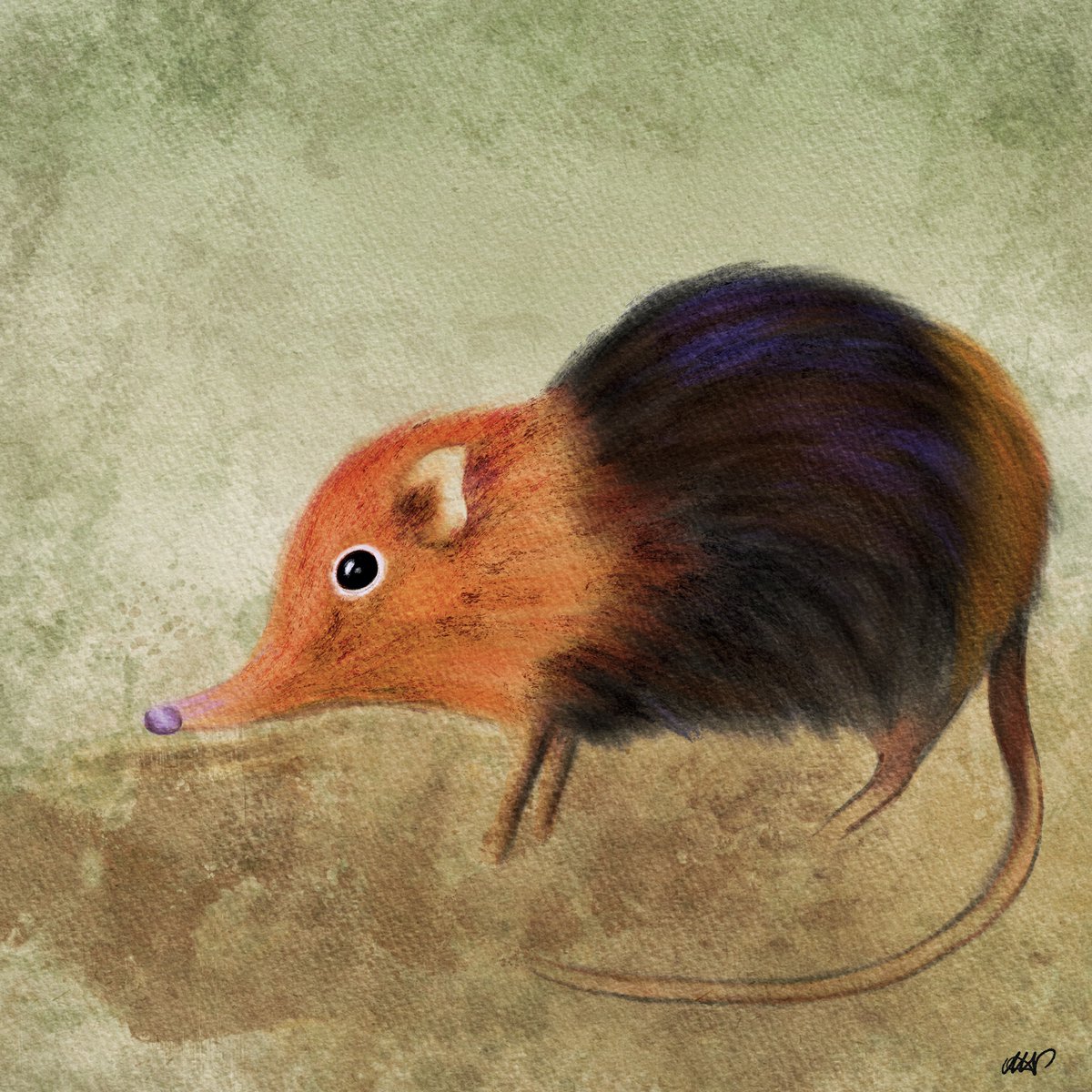 GOLDEN-RUMPED ELEPHANT SHREW
Small African mammal whose name derives from the distinctive golden colour of its rump. Classified as endangered because of loss of their forest habitat.
#endangeredweek #endangeredanimalsweek #artchallenge #illustrationart #digitalart #elephantshrew