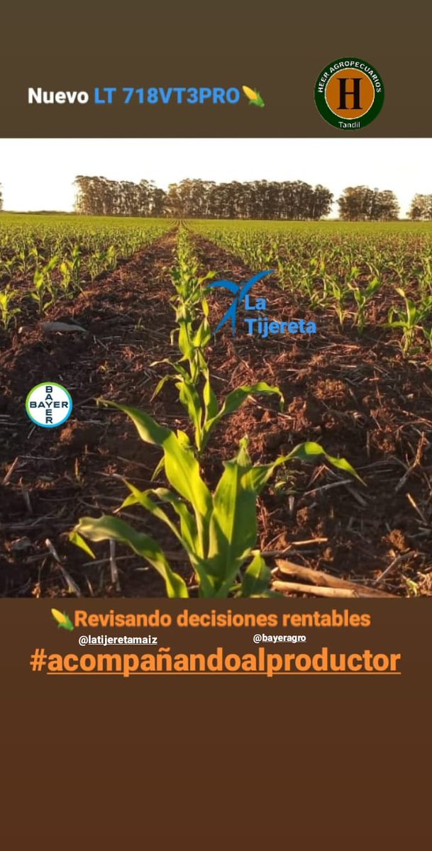 HAgropecuarios's tweet photo. 🌽 Revisando decisiones rentables
Establecimiento Aitañu
Tuculet Eduardo/ Martin
@HAgropecuarios @LaTijeretaMaiz
@Bayer4CropsAR
#latijeretamaiz
#acompañandoalproductor
#decisionrentable
#unamanodeconfianza https://t.co/KvIRDGmAdS