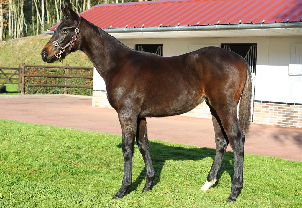 Haras De La Mercerie tweet media