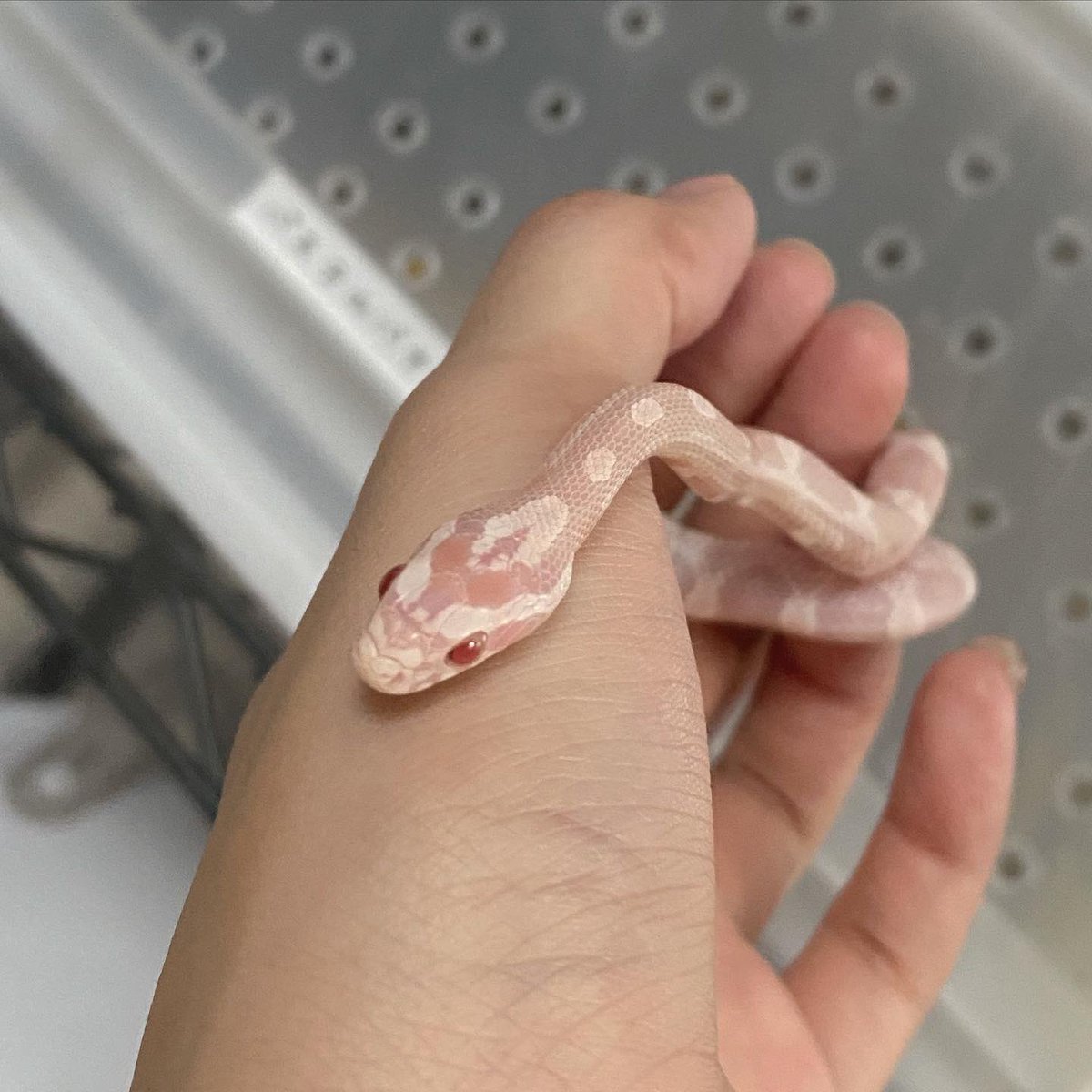 Shellzoo𓆉 シェルズー 嫁 コーンスネークスノー 小さい時のこの色味たまらん 可愛い 美味しそう 笑 コーンスネーク コーンスネークスノー 爬虫類好きさんと繋がりたい