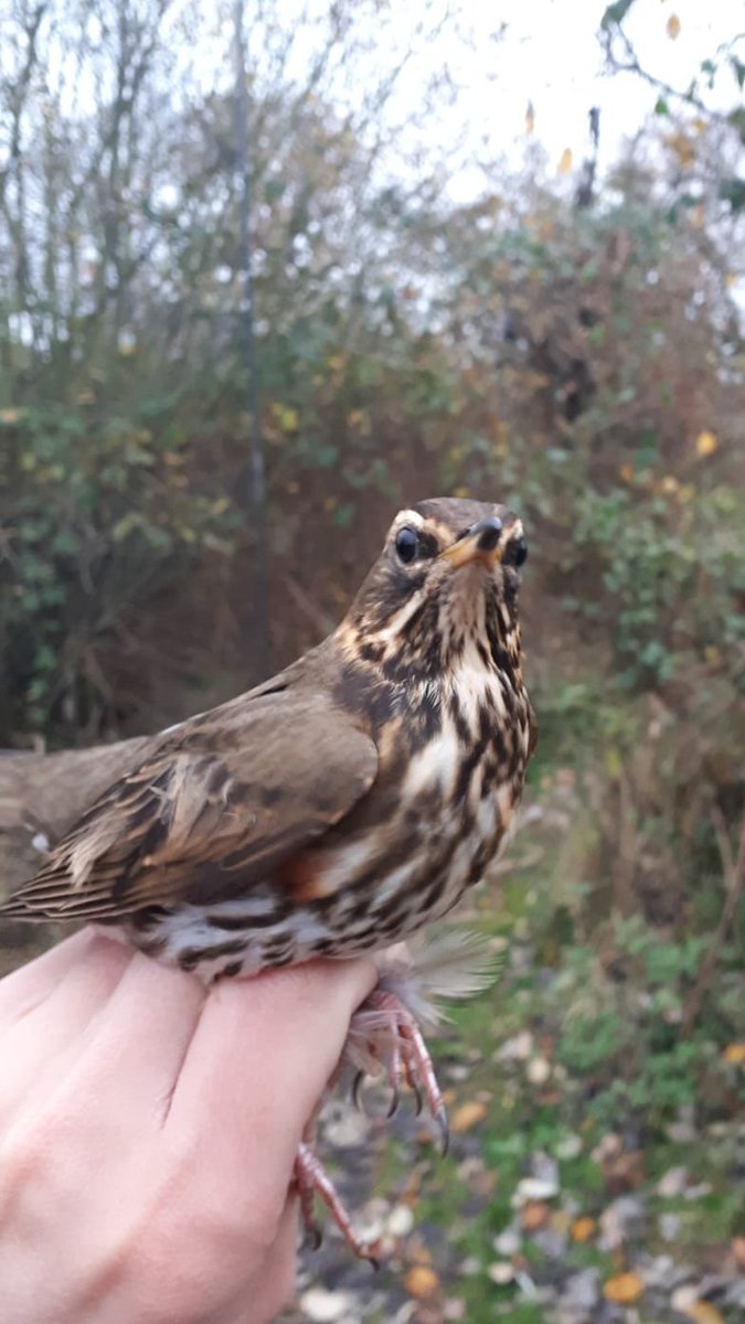 Yesterday, together with the local ringers, I caught birds near Tilburg. In three sessions, we already sampled almost 100 birds for the live bird surveillance, including this stunning Redwing. These samples are very important as there are only a few sampling locations in Brabant.