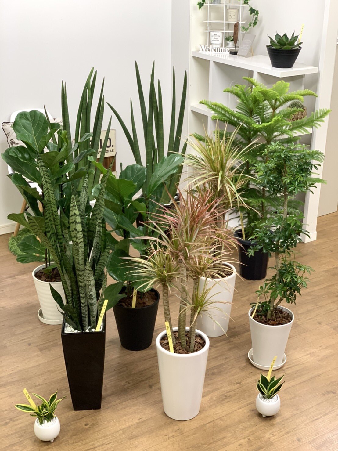 観葉植物のお店 E Ran Auf Twitter 11月30日入荷の植物達です ﾉ ﾉ ナンヨウスギ カシワバゴム コンシンネ トリカラー コンシンネ レインボー トリカラー シェフレラコンパクタクイーン サンスベリアゼラニカ サンスベリア スタッキー サンスベリア ハニーバニー