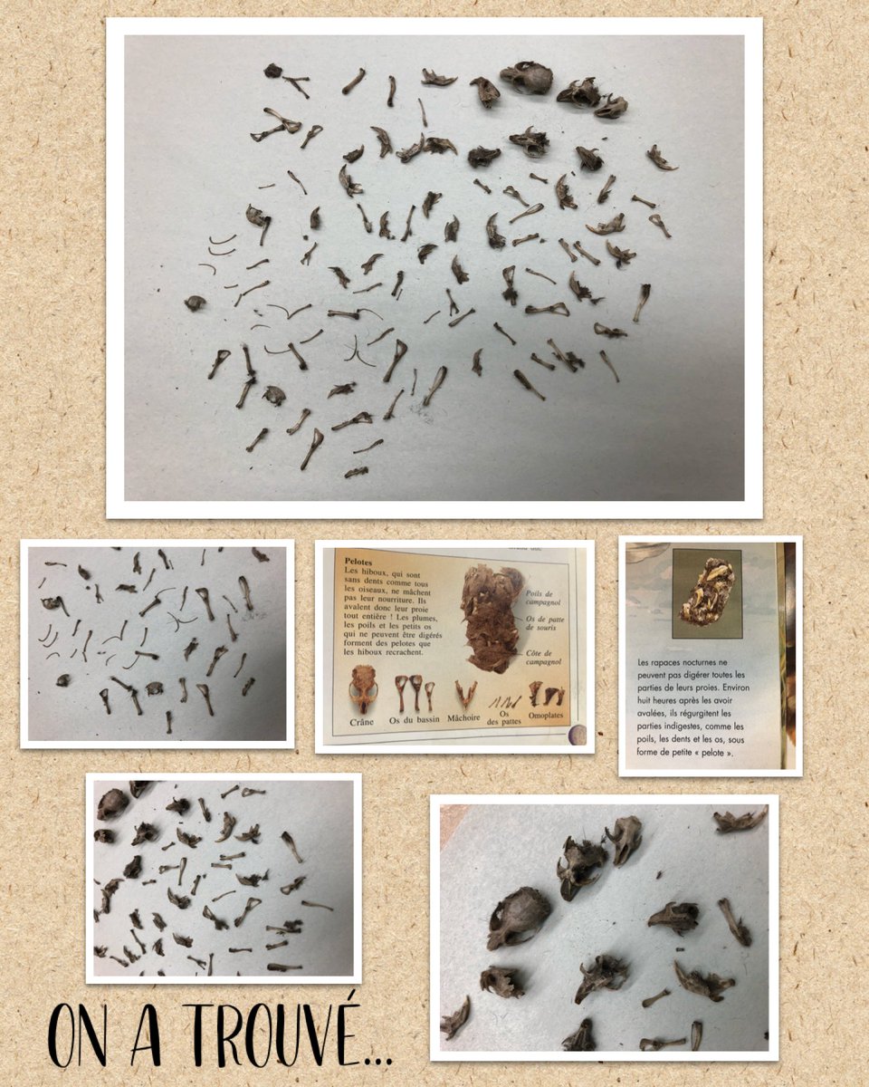 Nature + Student Curiosity = Fascinating learning.  Mme Zielke and Mme Melo's students dissected owl pellets and and were amazed at their findings.  Great scientists in action! <a href="/tdsb/">Toronto District School Board</a> @DebbieDonsky