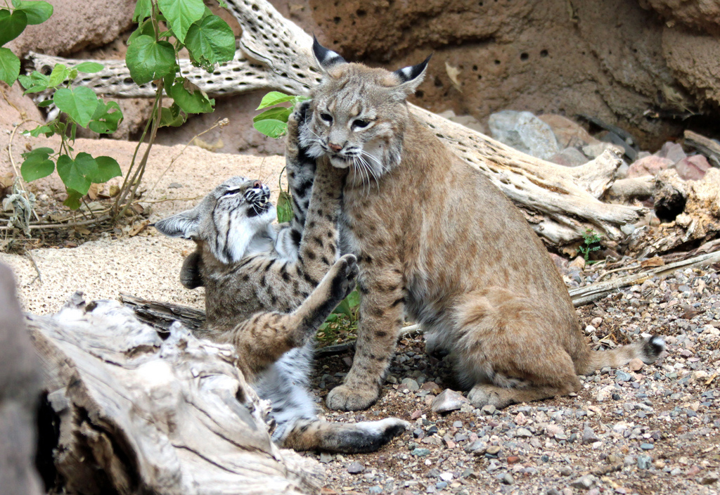 Hourly Lynxes (@HourlyLynxes) on Twitter photo 2020-11-30 14:09:41 HourlyLynxes presents: HourlyLynxes presents: