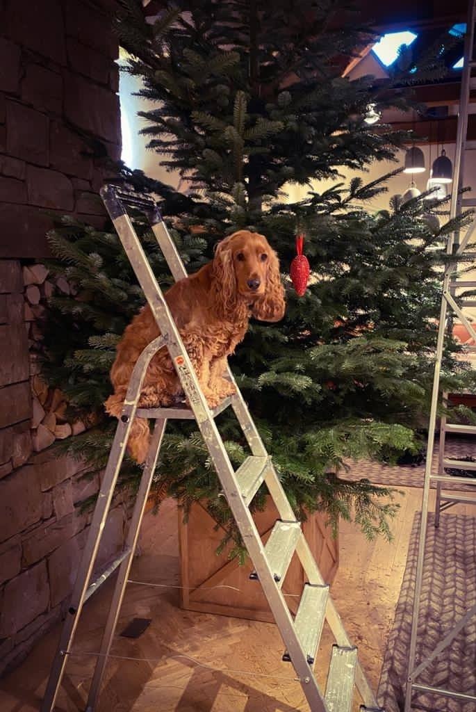 We're so excited for our reopening on 2nd December and so is our resident pooch Eddie! Find out all you need to know at orlo.uk/northlakes_wO2… . We sure have missed you ❤️