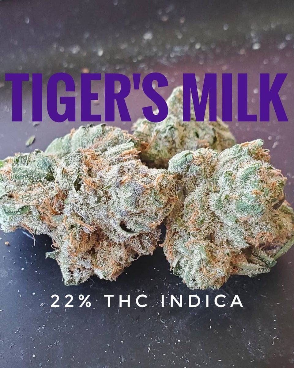 MarijuanaTraum1's tweet image. Tiger's Milk 22% THC

#420 #smokeweedeveryday #medicalmarijuana #maryjane #marijuanatrauma #weedporn #trichomes #tigersmilk #indica #THC