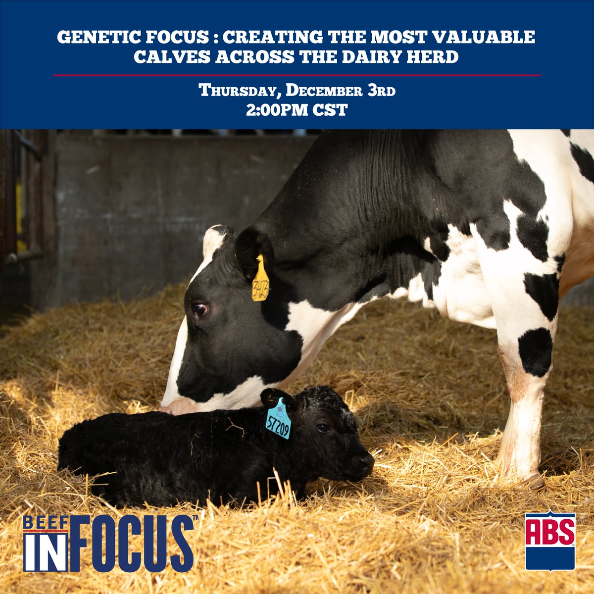 Learn how to create the most valuable calves across your dairy herd in our Dairy Calf &amp; Heifer Association webinar scheduled for December 3 at 2:00pm Central time.

To register, click here: bit.ly/DCHAGeneticFoc…