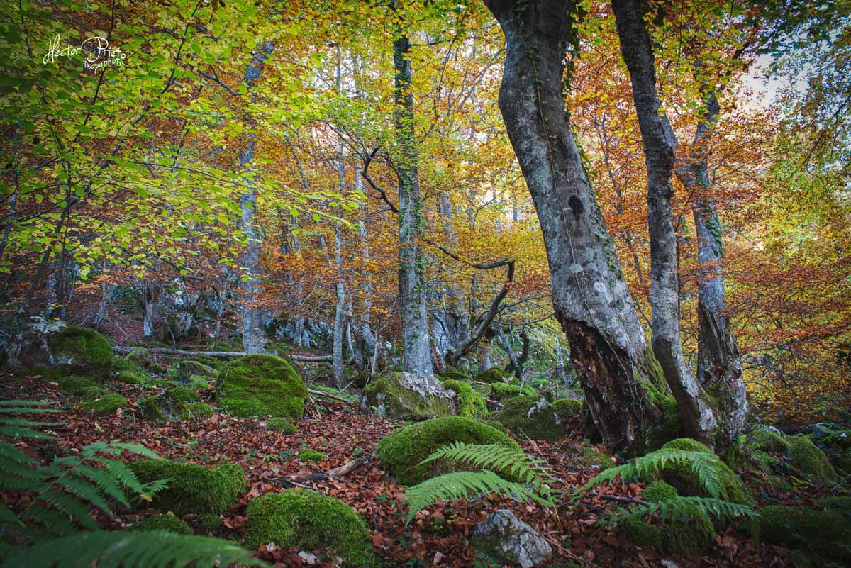 Hayedo de Cabornera (LEÓN)
.
.
.
#cabornera #leonesp #otoño #otoño2020 #caborneradegordon #reserbabiosfera #altobernesga #altobernesgabiosfera #txapuphoto #autumn #otoño🍁 #otoñografias #otoñoenleon