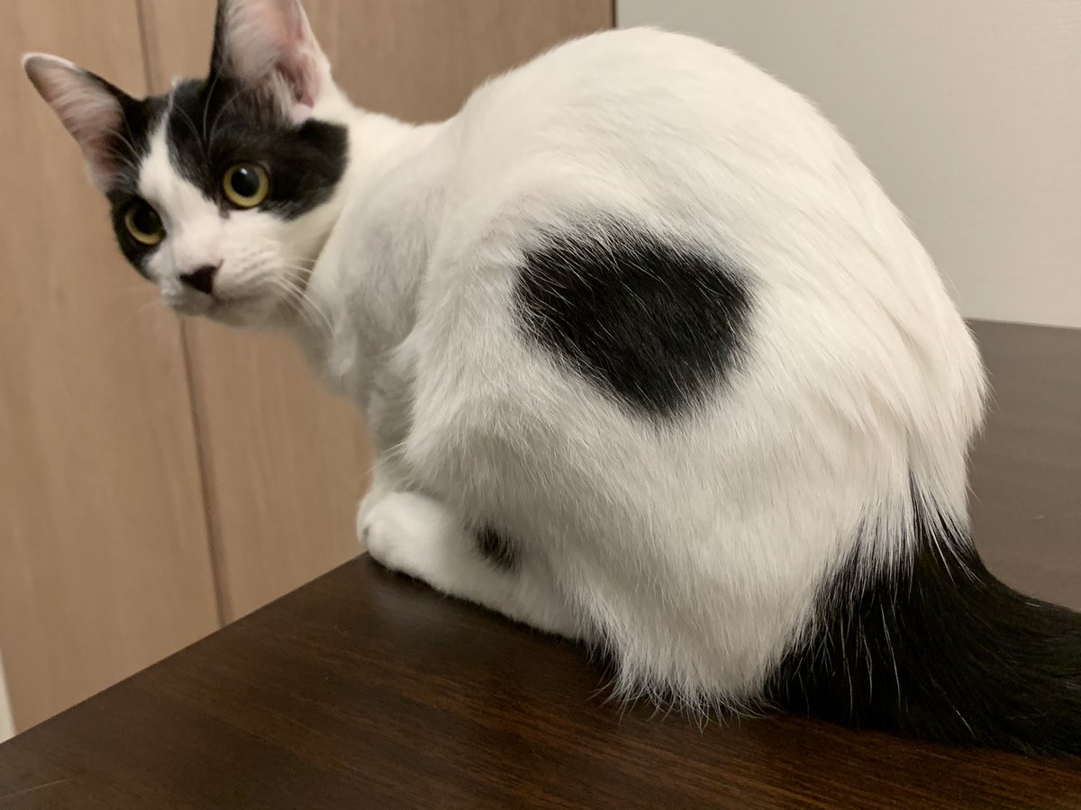 もち おおきなおしりちゃん 後ろからちょいちょい匂いかいじゃうけど無臭なんだね 猫 はちわれ 猫のいる暮らし 4ヶ月