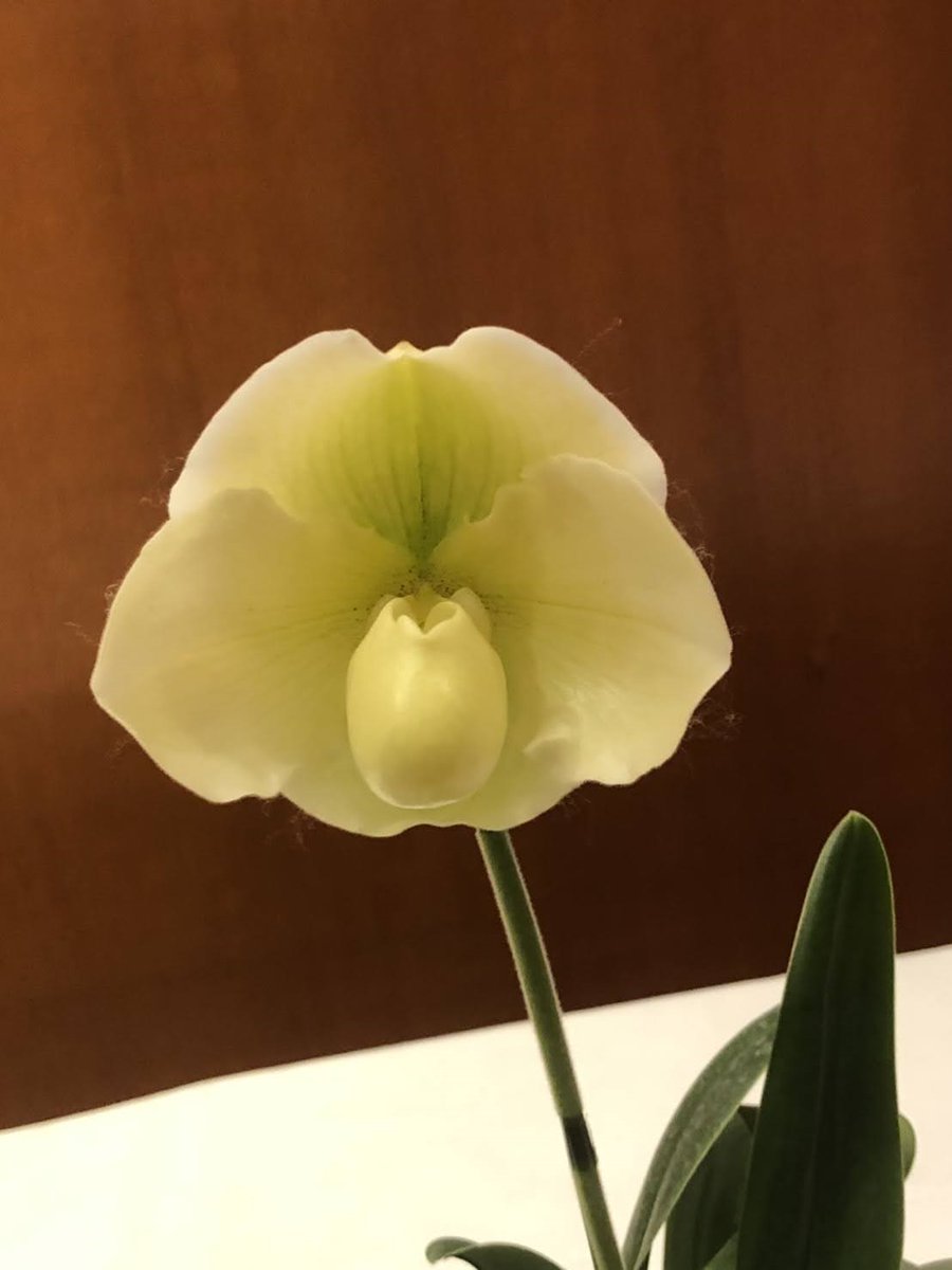 株 東京オーキット ナーセリー 万平ホテルオーキッドウィークミニは無事に終了しました お越しいただいたお客様にお礼申し上げます 入賞花の写真です 株 東京オーキット ナーセリー 万平ホテルオーキッドウィークミニは無事に終了しました お越しいただいたお客様にお礼申し上げます 入賞花の写真です