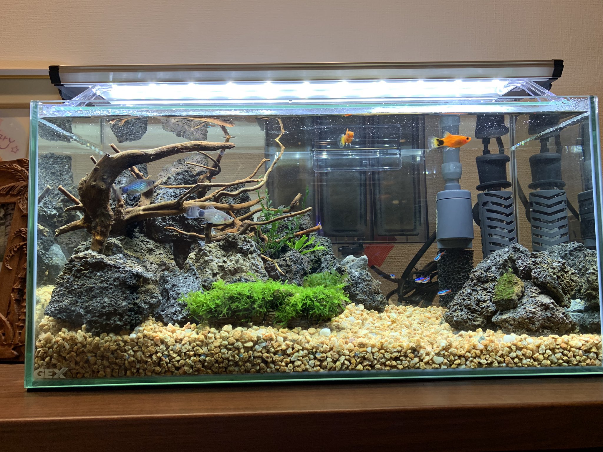 L31 エル 公式 A Twitter アクアリウム第3弾 生体導入 熱帯魚 ネオンテトラ6 ミッキーマウスプラティ 赤2 青2 水草 ボルビティスヒュデロッティ ミクロソリウム ゼニゴケ ウォーターフェザー ウィローモス パイロットフィッシュのつもりが大所帯に 水草は育て
