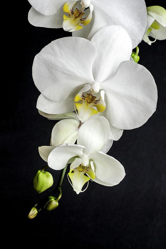 Because of their name, naturally, they are associated with fertility, sexuality and virility. One of the main genera of this flower is Paphiopedilum, which comes from the word "Paphos", the name of the Aphrodite's temple.