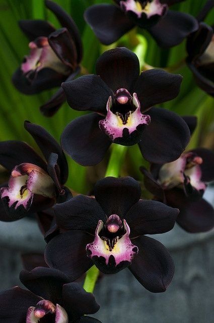 - Orchid - The name "orchid" comes from the "orkhis" ("upright"; "straight") name given by ancient Greek botanist Theophrastos. He thought that the fleshy underground anatomy of the flower resembled the male anatomy. There are more than 20 000 types of orchid.