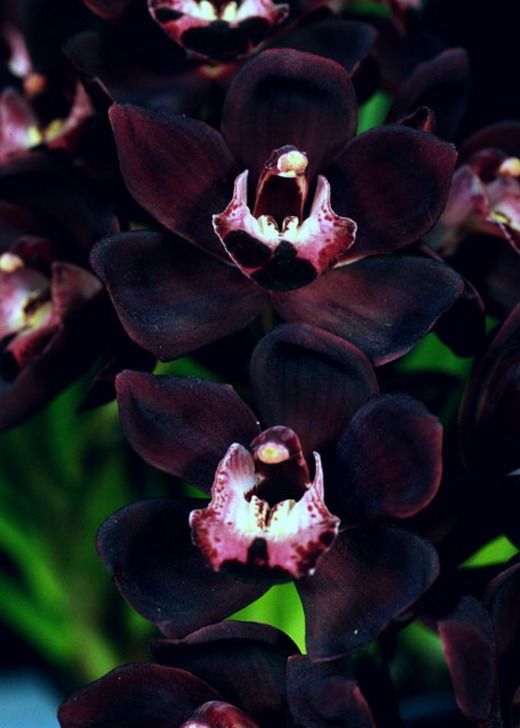 - Orchid - The name "orchid" comes from the "orkhis" ("upright"; "straight") name given by ancient Greek botanist Theophrastos. He thought that the fleshy underground anatomy of the flower resembled the male anatomy. There are more than 20 000 types of orchid.