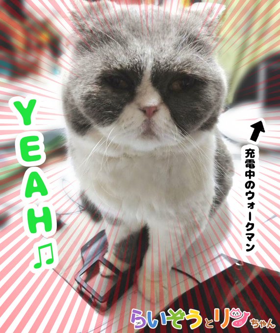 公式 ねこがあらわれた チーム行徒infoさん がハッシュタグ ねこがあらわれた をつけたツイート一覧 2 Whotwi グラフィカルtwitter分析 公式 ねこがあらわれた チーム行徒infoさん がハッシュタグ ねこがあらわれた をつけたツイート一覧 2 Whotwi グラフィカルtwitter分析