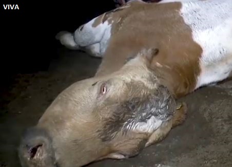 All of these images were taken at UK farms with "high welfare" or "free range" labels.

Don't be fooled. The only way to guarantee animals are protected is by being #vegan.