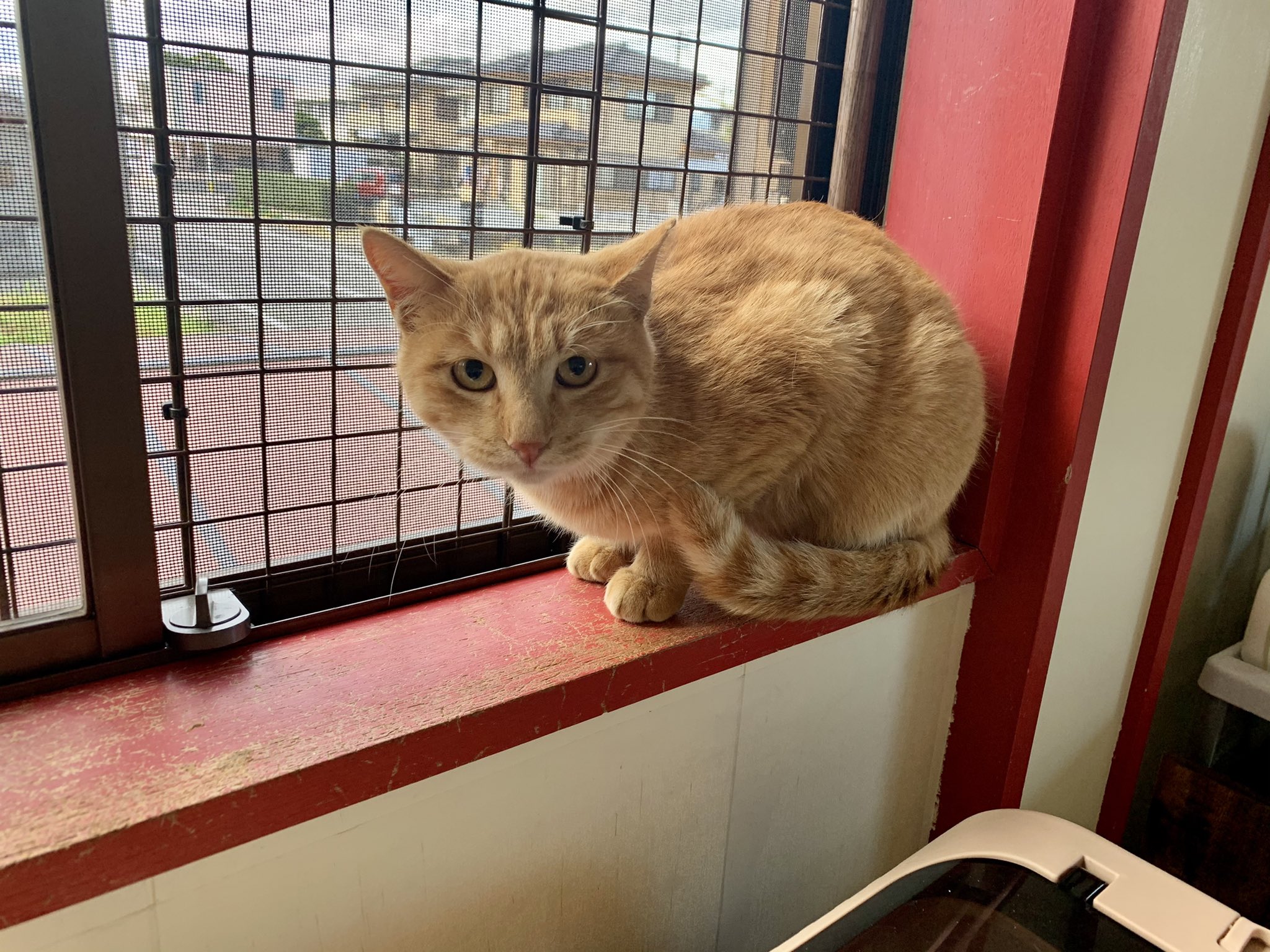 保護猫カフェ 猫婆 今日から猫婆に入居した茶トラ 2歳の石井くん 人懐っこくて甘えん坊です 保護猫 保護 猫カフェ 里親募集中 里親募集 三重 猫 家族 保護猫カフェ猫婆 猫婆 三重県 鈴鹿市 スタッフ紹介 Cats Cat Pet Family 保護猫カフェ 猫婆 今日から猫婆に入居した茶トラ 2歳の石井くん 人懐っこくて甘えん坊です 保護猫 保護 猫カフェ 里親募集中 里親募集 三重 猫 家族 保護猫カフェ猫婆 猫婆 三重県 鈴鹿市 スタッフ紹介 Cats Cat Pet Family