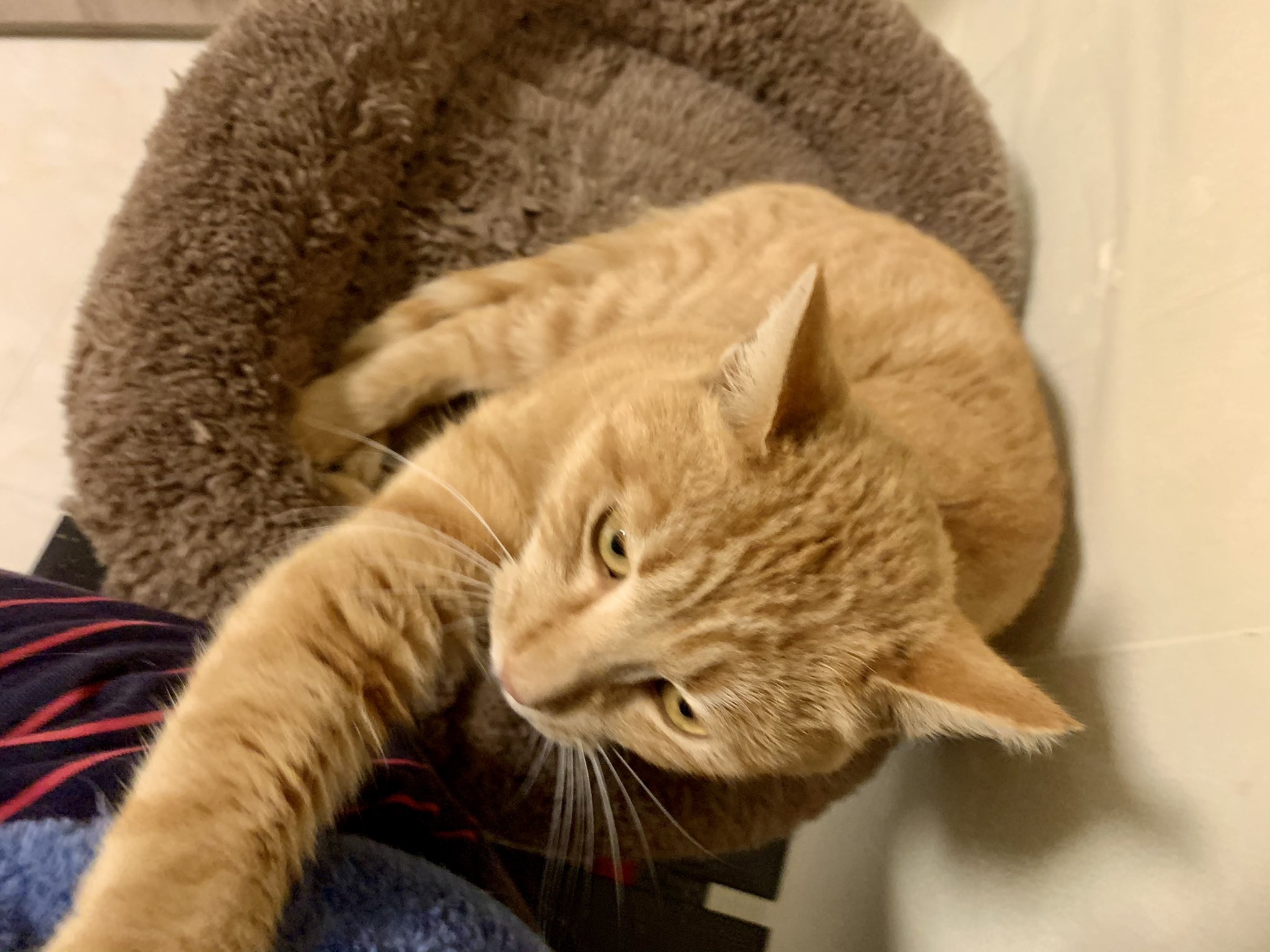 Twitter 上的 保護猫カフェ 猫婆 今日から猫婆に入居した茶トラ ２歳の石井くん 人懐っこくて甘えん坊です 保護猫 保護猫カフェ 里親募集中 里親募集 三重 猫 家族 保護猫カフェ猫婆 猫婆 三重県 鈴鹿市 スタッフ紹介 Cats Cat Pet Family