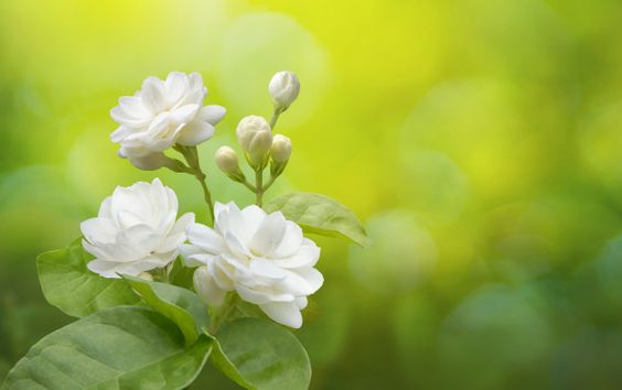 - Jasmine - Jasmine is known for its restorative, therapeutic & gentle fragrance, as well as for its snowy, tender petals. Because of this combination, it is associated with sensuality, love, romance and warmth.
