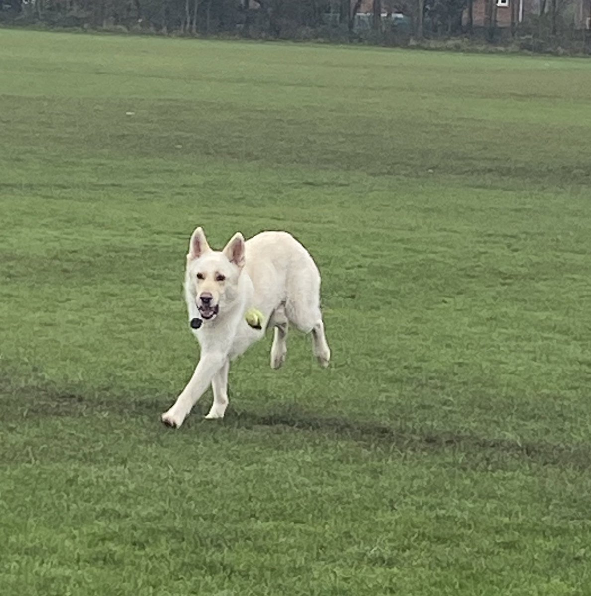Toby having some fun this morning! 

Some fab poses 🎾 @MrsB_Moreton #TeamMoreton
