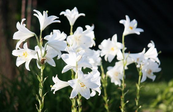 Ancient Egyptians saw it as a symbol of femininity and elegance. However, these lilies can also symbolise grief. They are commonly used in memorials & funerals. Their serene, rich & white flowers speak of both acceptance of death & magnificence of life.