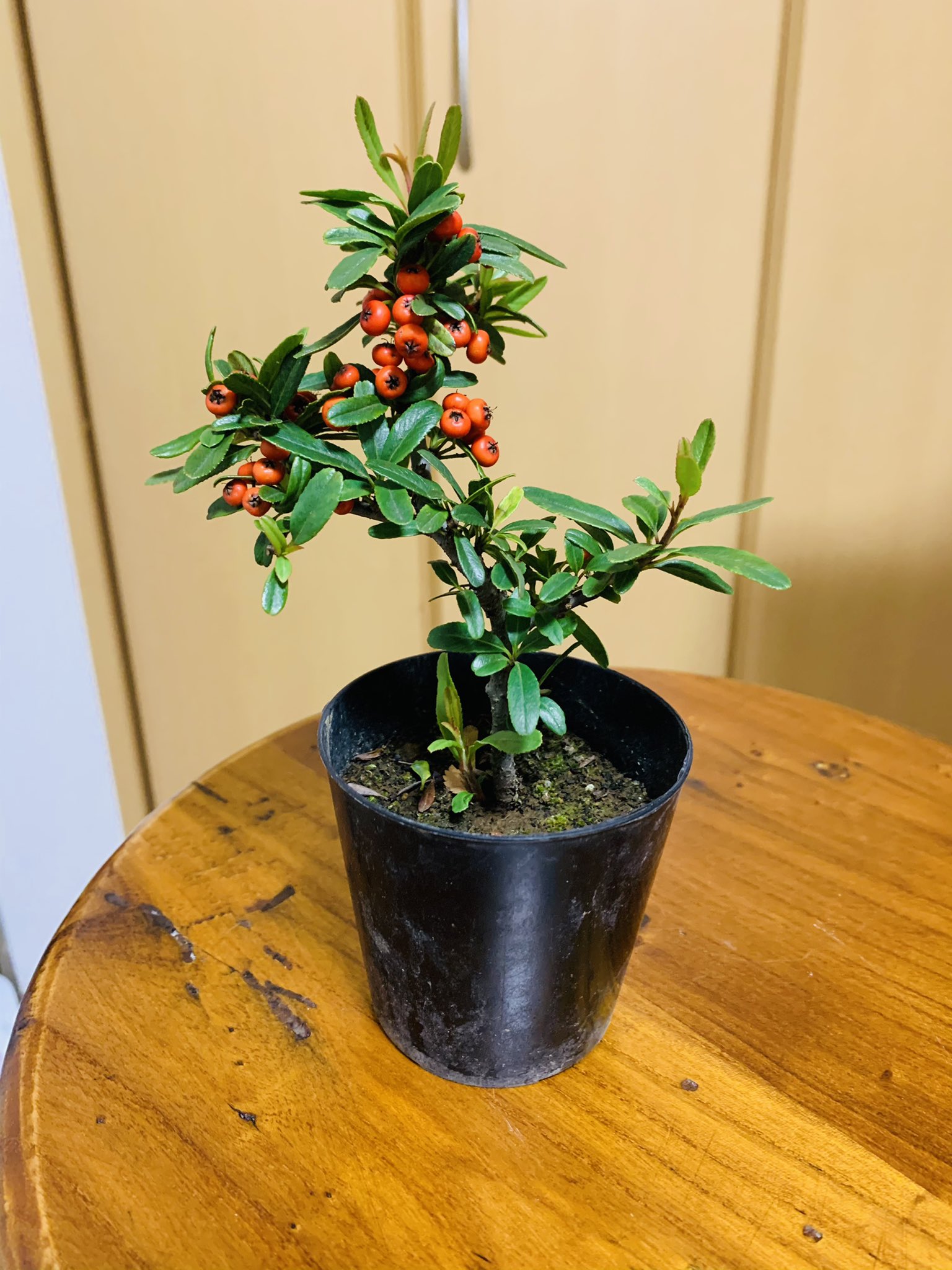 T Koba 100円で買ってきた ハイシタン カマツカコケモモ 植え替え失敗 しました 今年 11月中頃 暖かいから大丈夫だろと植え替え一週間で落葉してしまいました まだ生きてます 強いです 盆栽 ハイシタン T Co Obcr26dky3 Twitter