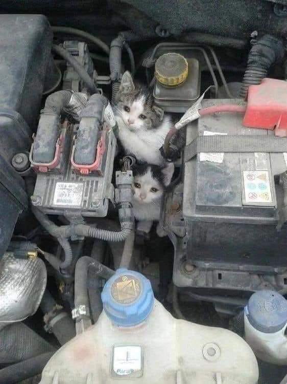 CharitiesCat's tweet photo. Before starting your car do check if you don’t have some homeless hitchhikers in your engine 🙀 the winter is here 🥶#saveakitten #homelesscats https://t.co/MNfiqR7POw