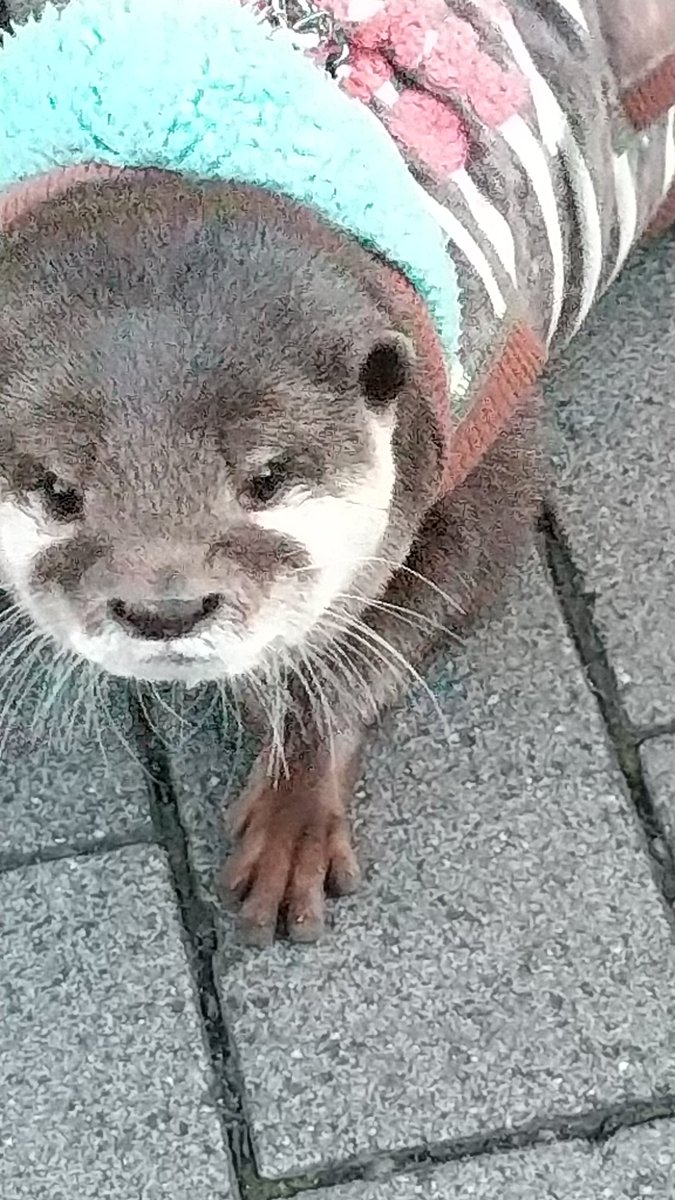 かわいらしいお客様がおみえになりました。有り難うございました❗️