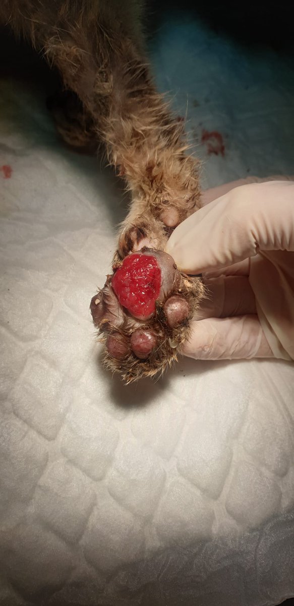CantabriaFelina's tweet photo. Ponti, nos hicmos cargo de él este viernes. Nos dieron aviso los cuidadores de su colonia pues le vieron en muy mal estado.Tiene las almohadillas en carne viva,inmuno,anemia severa,pocas plaquetas y casi sin glóbulos blancos. Le están haciendo una transfusión, esperemos recupere https://t.co/oBmOHVZSWY