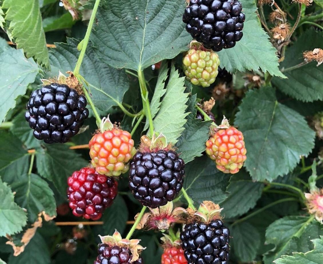 globalplantgen's tweet photo. #Blackberry Von looking outstanding.
#Berries are extremely firm and the texture is superb since the seeds are very small.
Excellent black colour. This is combined with a shiny nature at the point of harvest / sale.
#blackberry #von #high #yield #firmberries #superbtexture https://t.co/uAxOiepi62