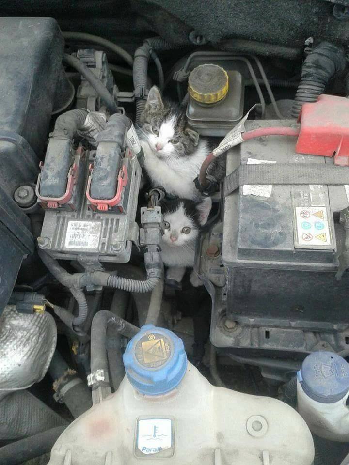 otakrout's tweet image. Rappel !! Il fait froid !! On tape sur le capot de sa voiture le matin avant de partir pour éviter ça :