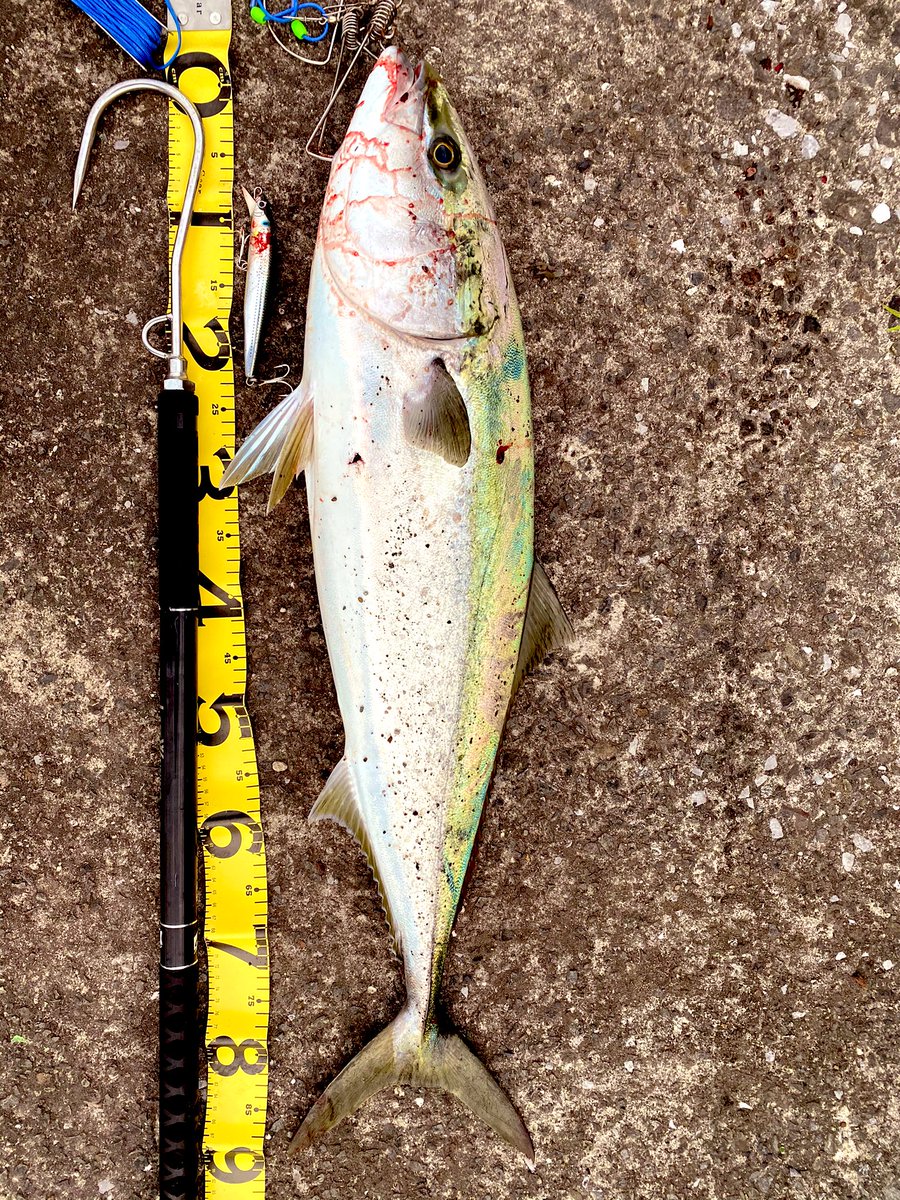 根がかりboy Negakaridaisuki Twitter