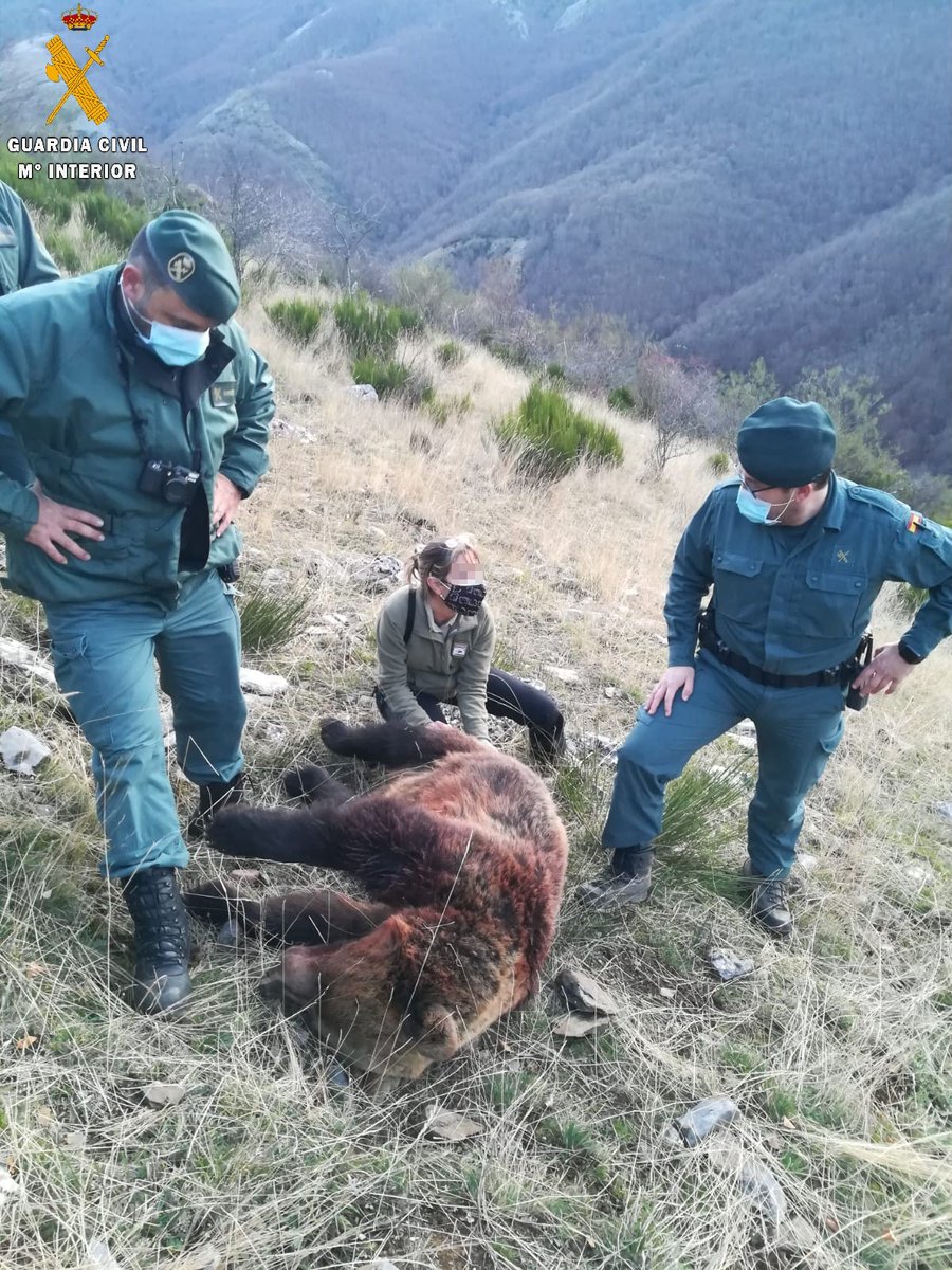 La <a href="/fundacionoso/">Fundación Oso Pardo</a> se personará en el caso de la muerte de una hembra de oso pardo en la Montaña Palentina. La <a href="/guardiacivil/">Guardia Civil</a> investiga a un cazador de Velilla del Río Carrión que participaba en una cacería autorizada.