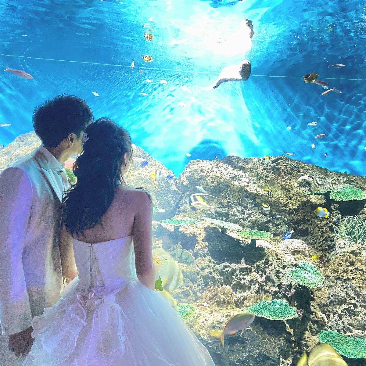 【ロケーション撮影📷✨】

大洗水族館でのオシャレフォト🐠✨

いつもとは違った雰囲気で

とてもロマンチックでした😊💕

ご要望があればお気軽に

ご相談ください📷🌟

#結婚式 #つくば #ウェディングフォト #水族館