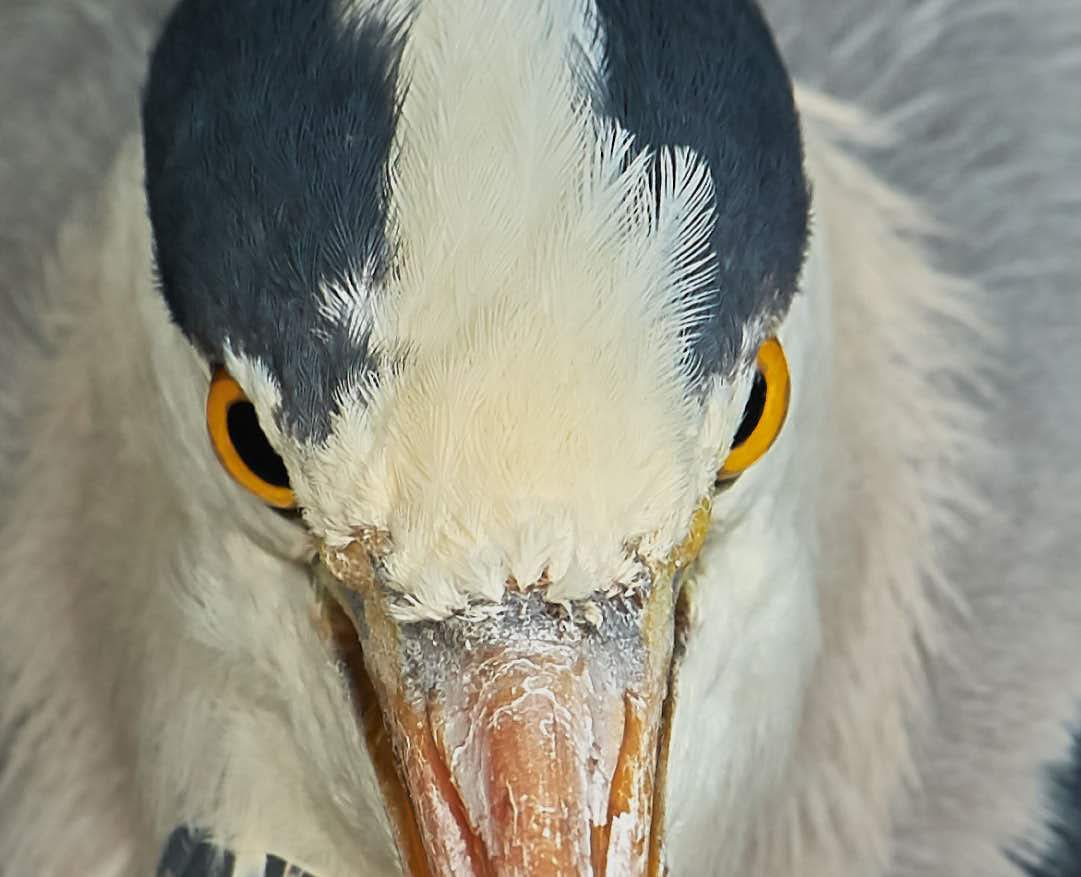 paulhayes55's tweet image. Look into my eyes
#heron #nature #photography #wildlife #birds