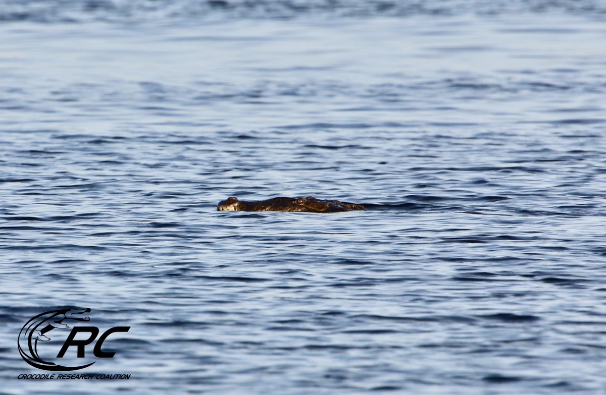 CrocResCoal's tweet photo. The American #croc &amp;Morelet’s croc are two species occurring sympatrically in #Belize. Although both species may look alike, they differ morphologically from one another; a diagnostic feature of the American croc is their preorbital hump as you can see on this adult male https://t.co/sfSE0IobB6