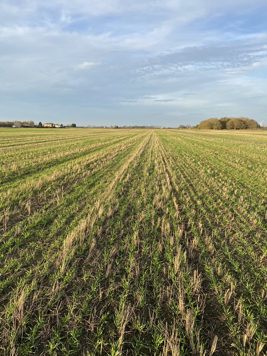 Harry Horrell tweet media