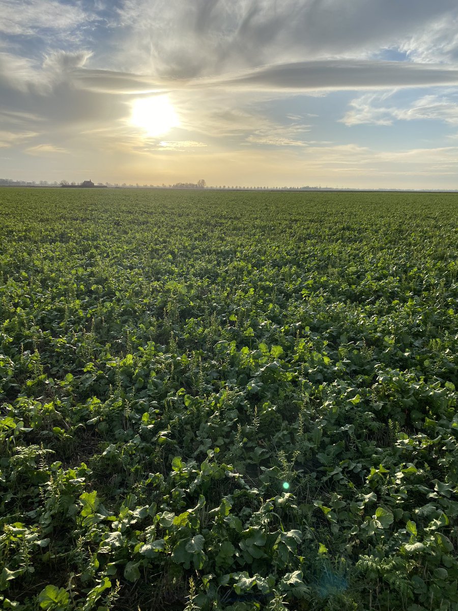 Harry Horrell tweet media