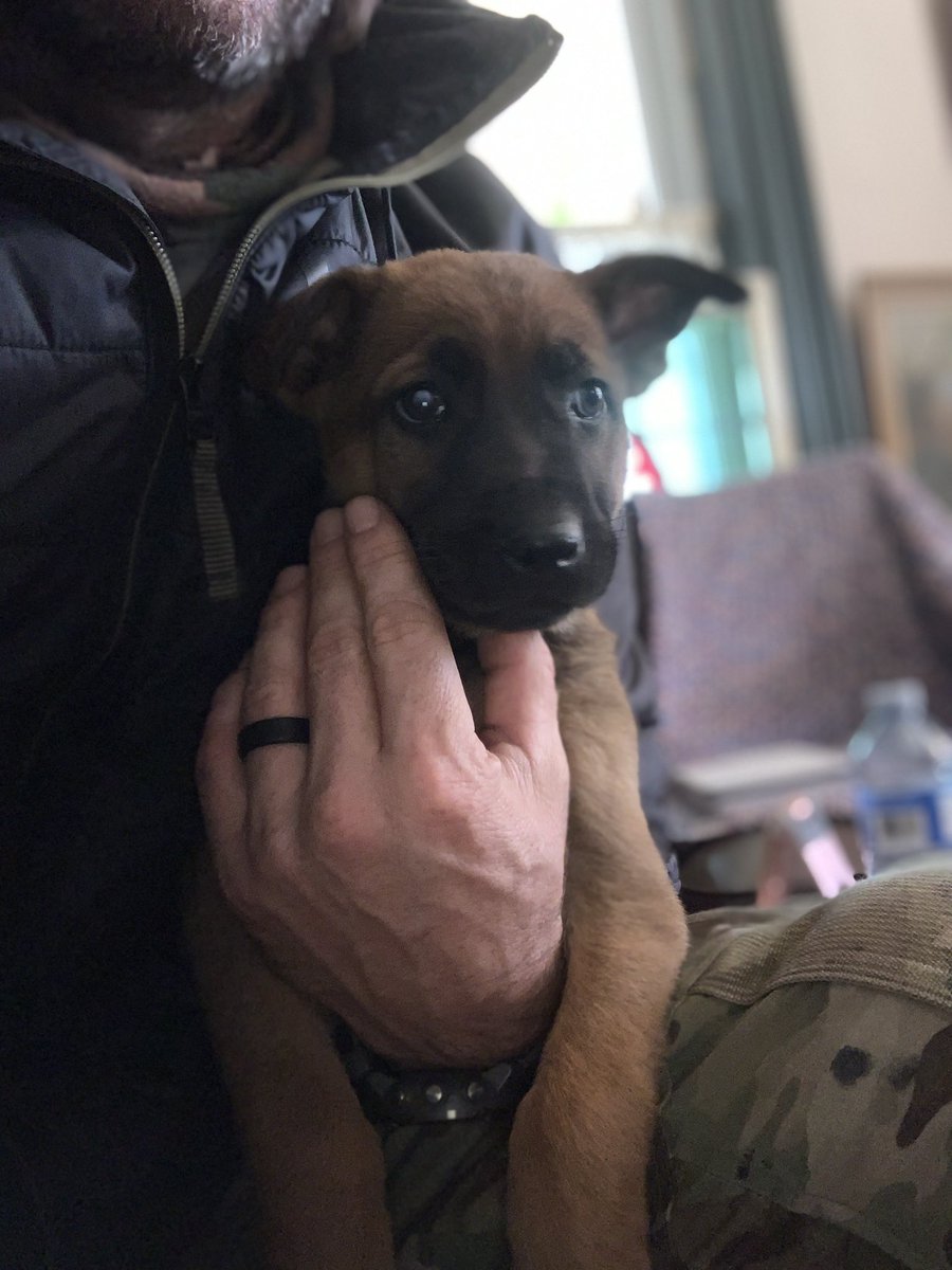 Baden K-9 tweet media