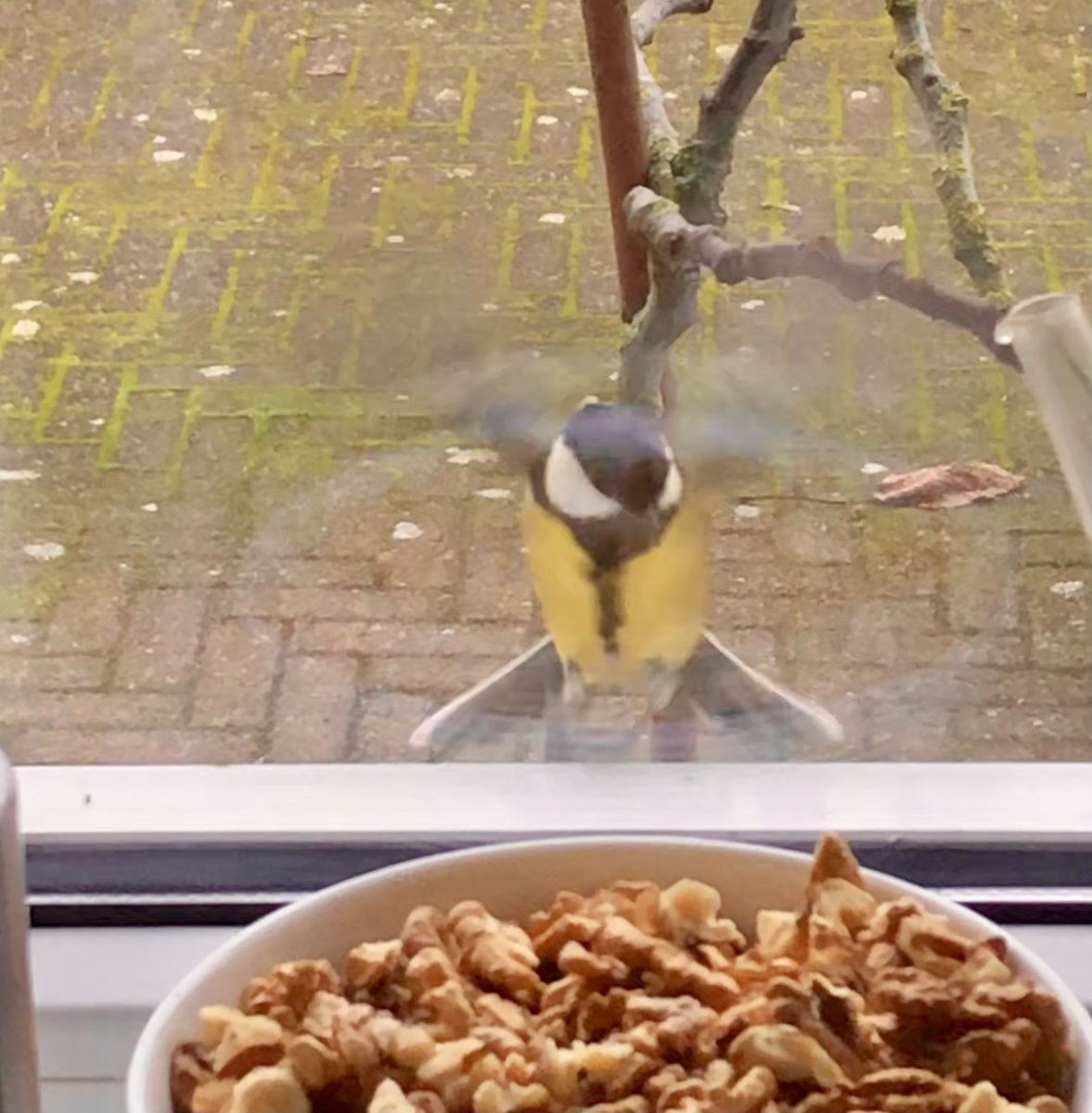 MichielBilstra's tweet image. Getik op het keukenraam.... #Koolmees had zin in onze #walnoten! Achter het glas... #winter