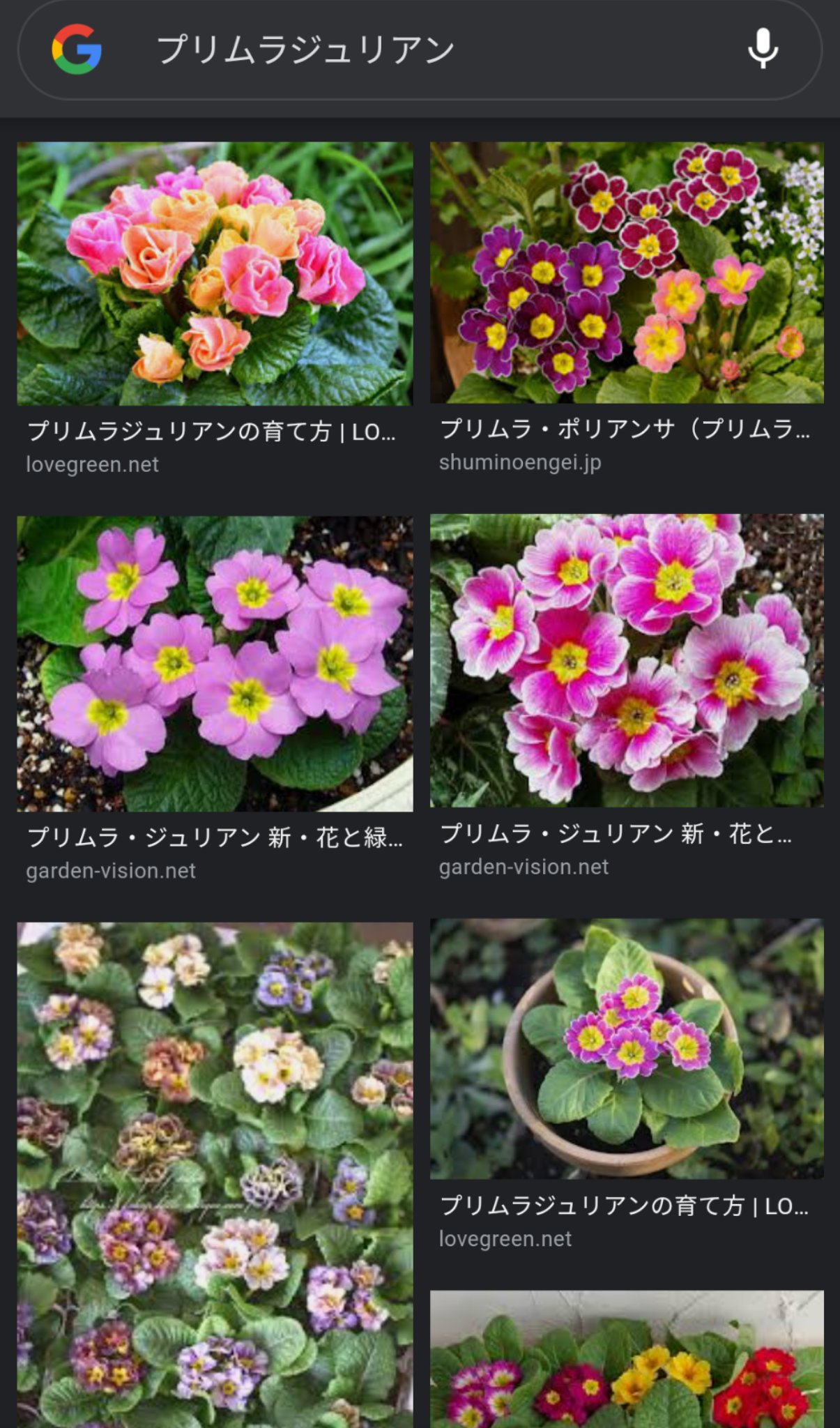大仏ぱんだ プリムラジュリアンを使った寄植えにするかな 近所の花屋さんにあるかな 園芸店行かないとだめかなー 園芸店行けば店員さんに相談できるのかな T Co Fsklhcvecq Twitter
