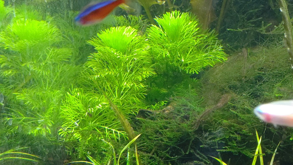一茶 すみっコにアンブリア植え込んでみましたよ アクアリウム 熱帯魚 水草 水槽レイアウト モアアクアガーデン アクアショップ テトラ エビ 一茶 すみっコにアンブリア植え込んでみましたよ アクアリウム 熱帯魚 水草 水槽レイアウト モアアクアガーデン アクアショップ テトラ エビ