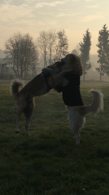 MatClothing's tweet photo. 🐕‍🦺❤️ Thunder e Royce 😍passeggiata mattutina ✨💘🎉🎉🎉🎉🎉#ilmiocane #vivere #felice #camminare #boschi #spensieratezza #musical #cassanomagnago #OggiEUnAltroGiorno https://t.co/pPMkhRNoyA