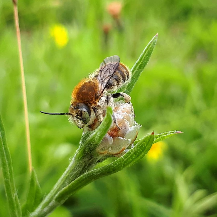 BSGGoettingen's tweet photo. What a month: In November there were three great Hashtag Challenges from the @Britnatureguide, many thanks!
Here you can find our threads:
#WorldBeesWeekend: https://t.co/9F3vBGW6vL
#FungiOfTheWorldWeekend: https://t.co/csd80658rl
#ACaterpillarWeekend: https://t.co/P2xOpUn4EK https://t.co/ndw9oNKoOW