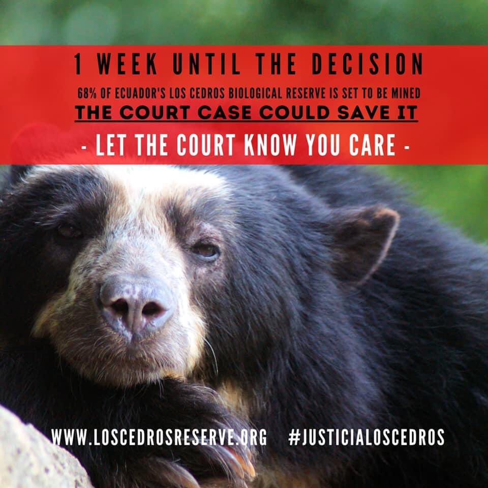 EarthProtectorC's tweet photo. ONE WEEK until the Constitutional Court of Ecuador reach a VERDICT on the future of Los Cedros : the fate of one of the most biodiverse rich areas in the world hangs in the balance with the imminent threat of gold mining. Tweet the Court @cconstitucionalecu ! #saveloscedros https://t.co/Rv7pTrQOXx